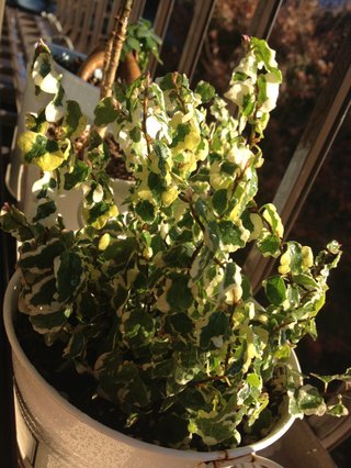 セリア、100均の観葉植物育ててる方☆