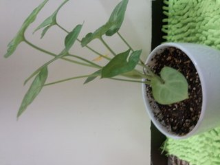 セリア、100均の観葉植物育ててる方☆