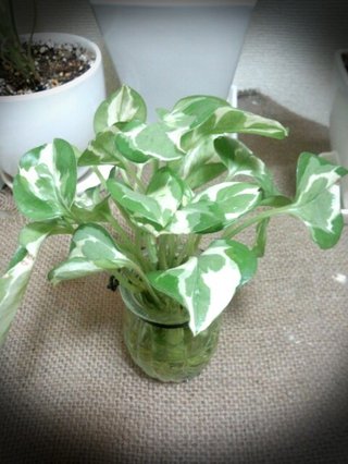 セリア、100均の観葉植物育ててる方☆