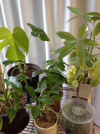 セリア、100均の観葉植物育ててる方☆