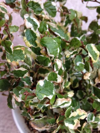 セリア、100均の観葉植物育ててる方☆