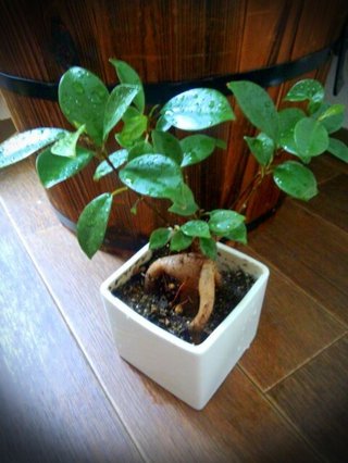 セリア、100均の観葉植物育ててる方☆