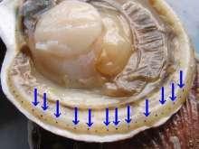 ヒルナンデス!総合