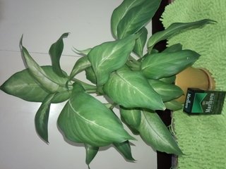 セリア、100均の観葉植物育ててる方☆