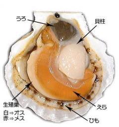 ヒルナンデス!総合