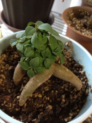 セリア、100均の観葉植物育ててる方☆