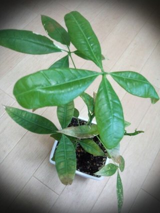 セリア、100均の観葉植物育ててる方☆