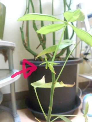 セリア、100均の観葉植物育ててる方☆