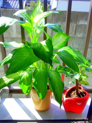 セリア、100均の観葉植物育ててる方☆