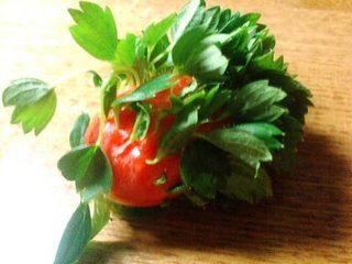 ヒルナンデス!総合