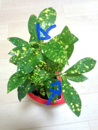 セリア、100均の観葉植物育ててる方☆