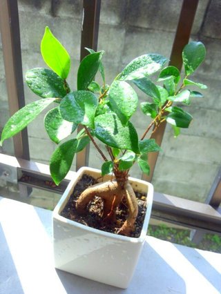 セリア、100均の観葉植物育ててる方☆