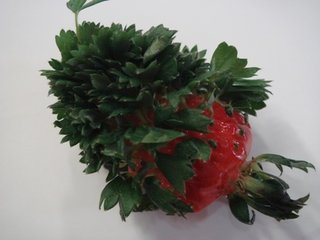 ヒルナンデス!総合