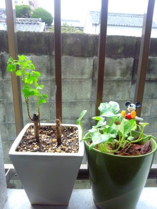 セリア、100均の観葉植物育ててる方☆