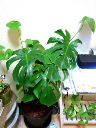 セリア、100均の観葉植物育ててる方☆