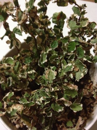 セリア、100均の観葉植物育ててる方☆