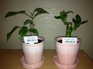 セリア、100均の観葉植物育ててる方☆