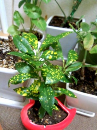 セリア、100均の観葉植物育ててる方☆