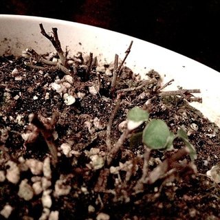 セリア、100均の観葉植物育ててる方☆