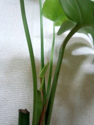 セリア、100均の観葉植物育ててる方☆