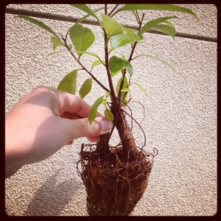 セリア、100均の観葉植物育ててる方☆