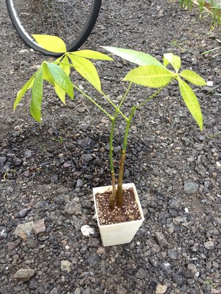 セリア、100均の観葉植物育ててる方☆