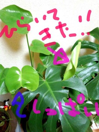 セリア、100均の観葉植物育ててる方☆