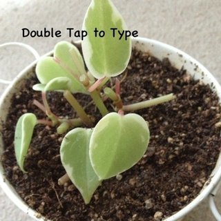 セリア、100均の観葉植物育ててる方☆