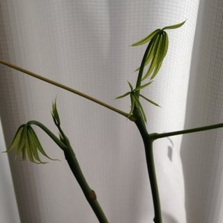 セリア、100均の観葉植物育ててる方☆