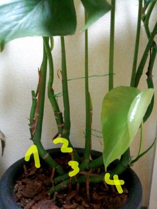 セリア、100均の観葉植物育ててる方☆