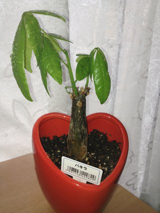 セリア、100均の観葉植物育ててる方☆