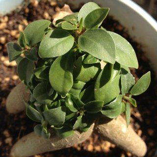 セリア、100均の観葉植物育ててる方☆