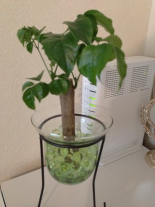 セリア、100均の観葉植物育ててる方☆