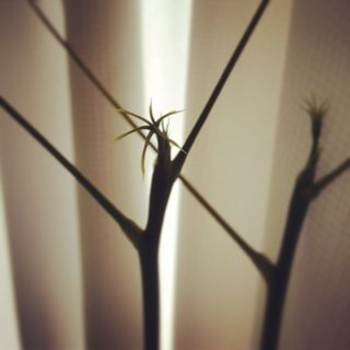 セリア、100均の観葉植物育ててる方☆