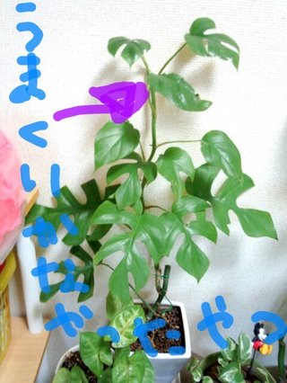 セリア、100均の観葉植物育ててる方☆