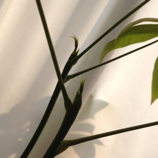 セリア、100均の観葉植物育ててる方☆