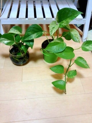セリア、100均の観葉植物育ててる方☆