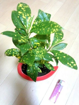 セリア、100均の観葉植物育ててる方☆