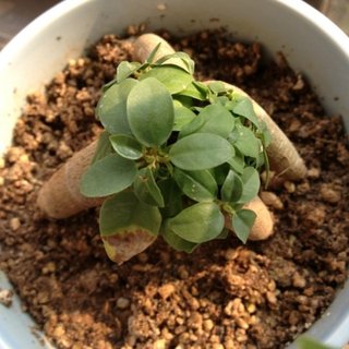 セリア、100均の観葉植物育ててる方☆