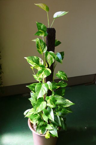 セリア、100均の観葉植物育ててる方☆