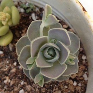 セリア、100均の観葉植物育ててる方☆