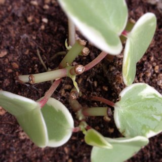 セリア、100均の観葉植物育ててる方☆