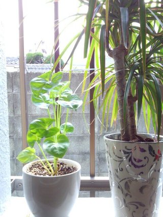 セリア、100均の観葉植物育ててる方☆