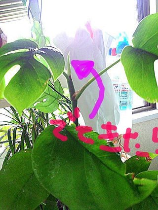 セリア、100均の観葉植物育ててる方☆