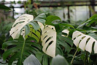 セリア、100均の観葉植物育ててる方☆