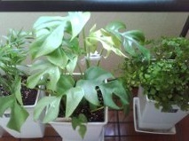 セリア、100均の観葉植物育ててる方☆