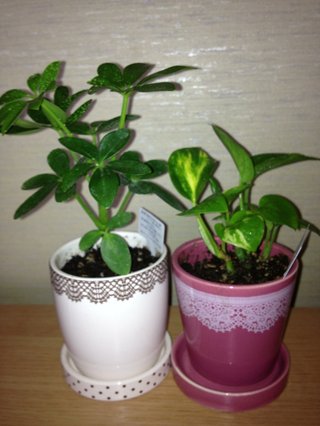 セリア、100均の観葉植物育ててる方☆