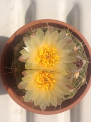 セリア、100均の観葉植物育ててる方☆