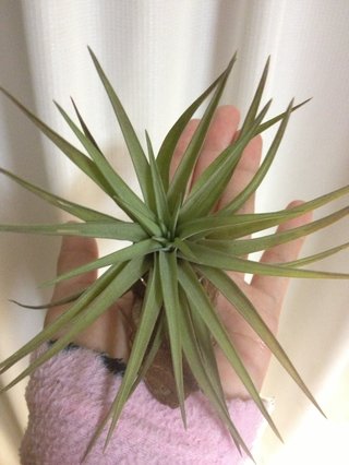 セリア、100均の観葉植物育ててる方☆