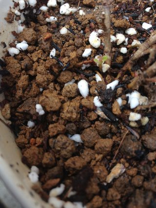 セリア、100均の観葉植物育ててる方☆